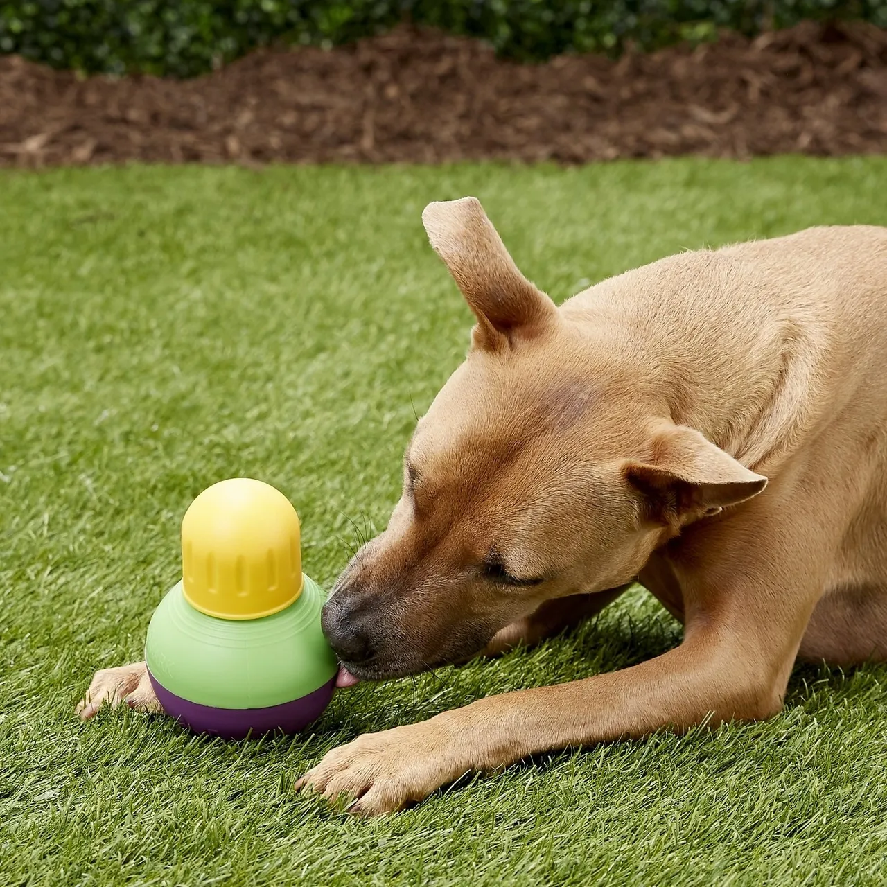 Puzzle toys can be a great source of enrichment for dogs, here's