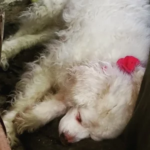 Angelina Ballerina age 16.