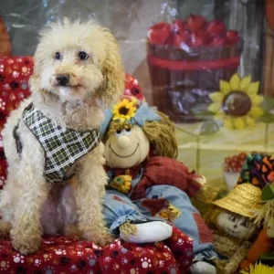 Arthur Phillips age 8