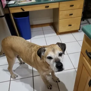 Bruno Ambrosone age 12