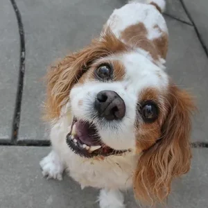 Charlie age 13 -waiting at the Rainbow Bridge
