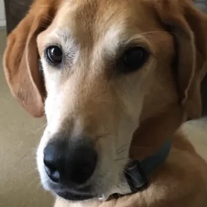 Griffin Perillo age 7