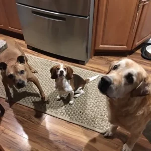 Howie age 12 (at the bridge), Honey age 9, and Bear age 12.