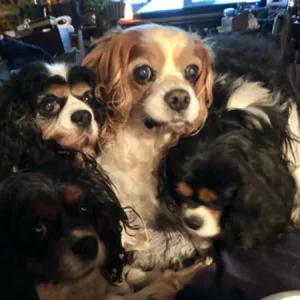 Lila, Ellie, Ziggy and Lucy