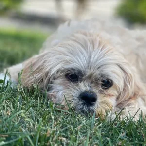 Megan Wendling dearly loved at the end of her life.