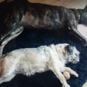 Misty, 15 and Rosie, 16 our friends from Scotland at the bridge