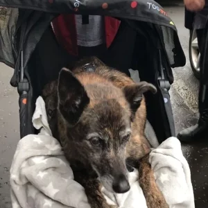 Our friend from Scotland - Misty. At the Bridge.