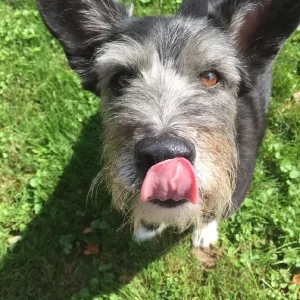 Roxy 13, greatly missed and greatly loved!