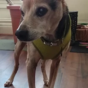 Scooby Gressley age 15 at the bridge