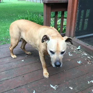Sophie Ambrosone at age 16. Now waiting at the Bridge.