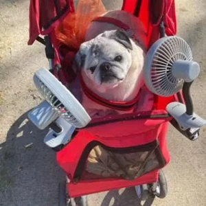 Stanley age 14. Gone but never foergotten!