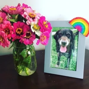 Sweet Isablle. Gone but loved and missed forever.