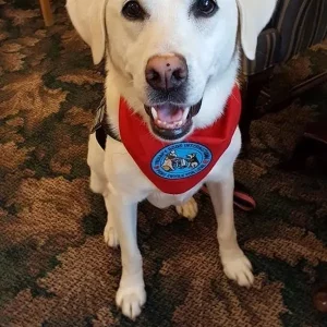 Myrra Bella age 10 - Therapy Dog.