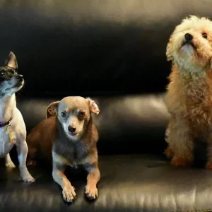 Phiona age 8, Simon age 7, and Arthur - 8 long years in a puppy mill.